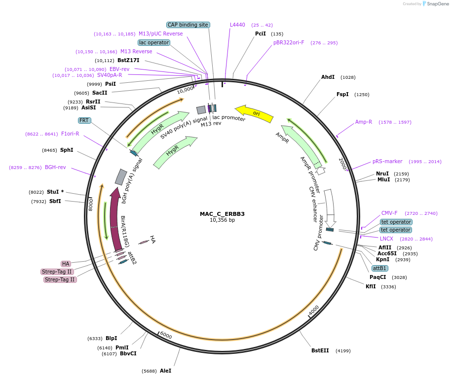 187794-plasmid-map-sequence-id-370769