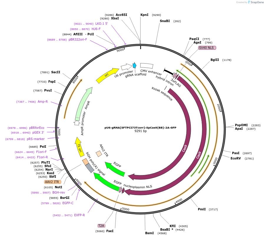 187647-plasmid-map-sequence-id-370774