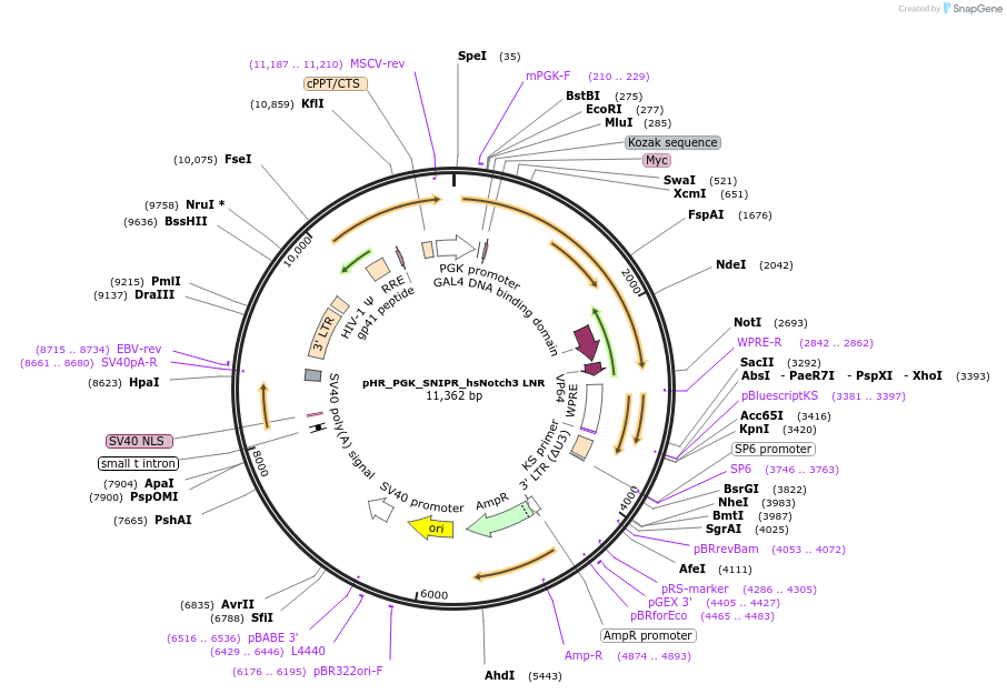 188338-plasmid-map-sequence-id-370776