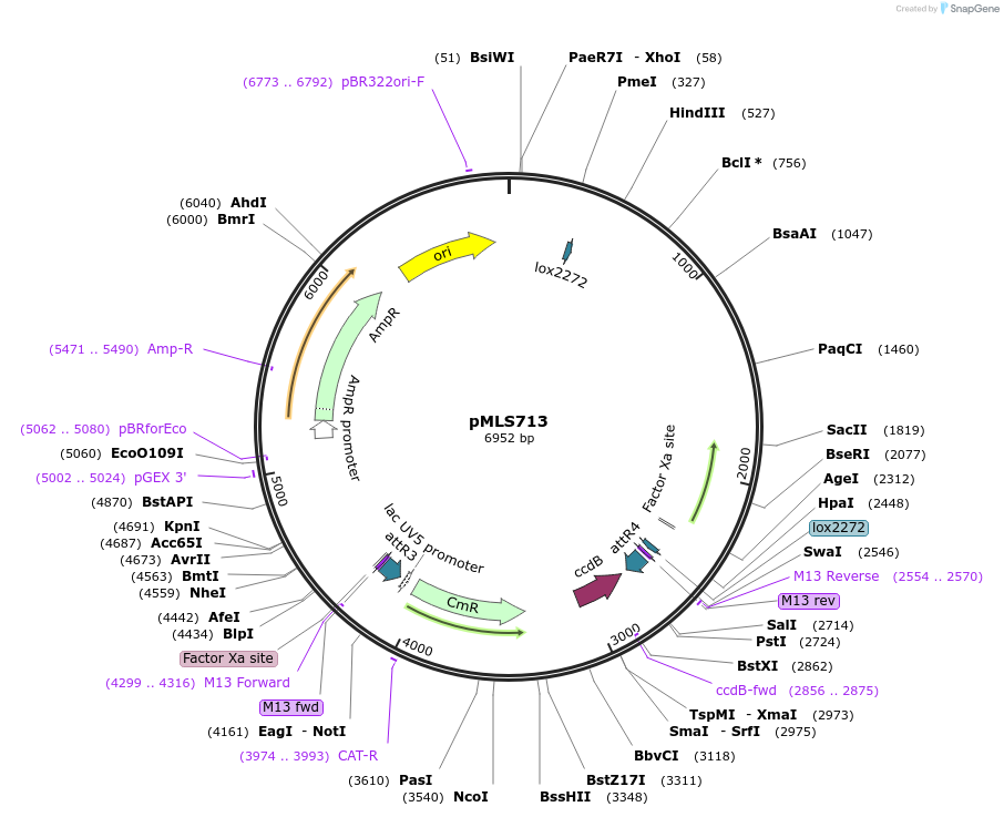 188885-plasmid-map-sequence-id-370778
