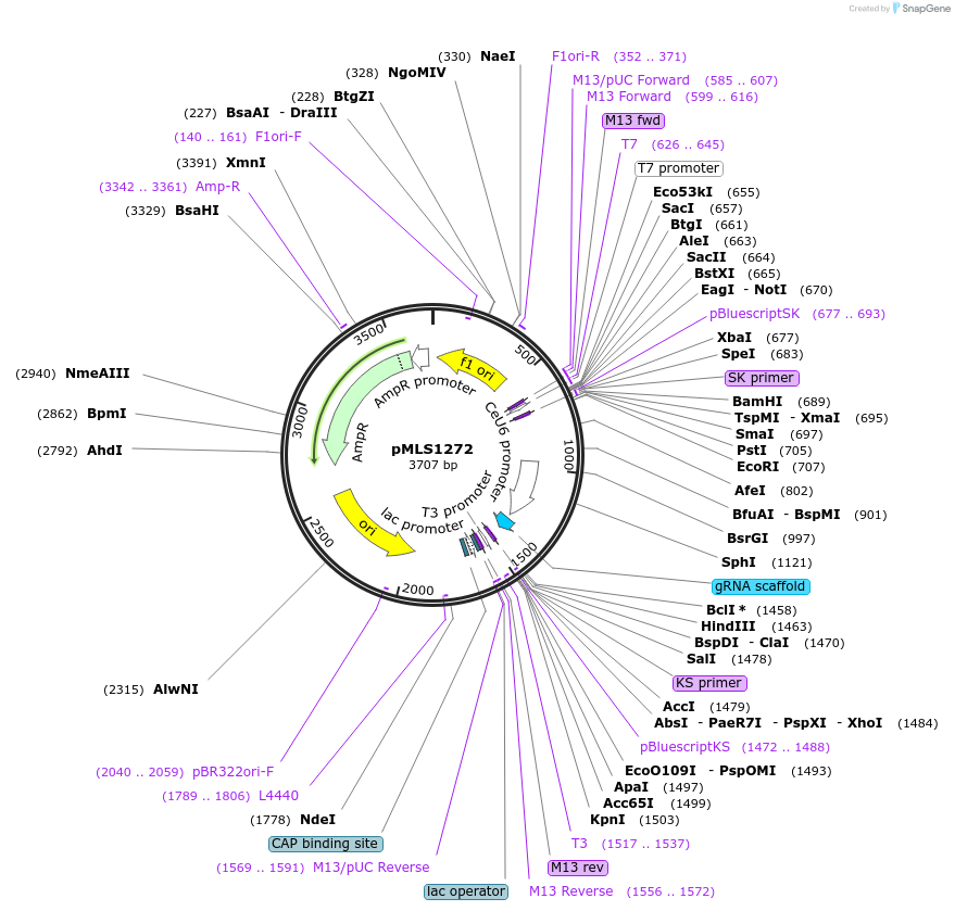 188891-plasmid-map-sequence-id-370780