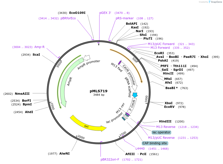 188894-plasmid-map-sequence-id-370782