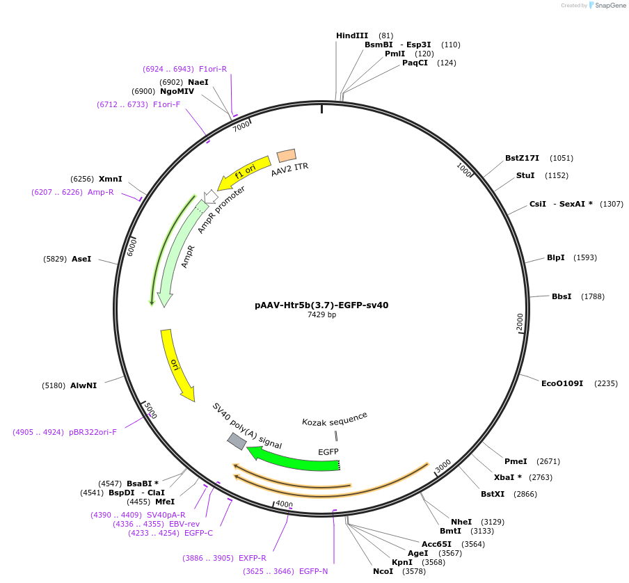 184411-plasmid-map-sequence-id-370783