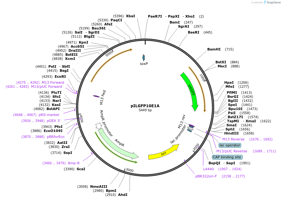 185855-plasmid-map-sequence-id-370793