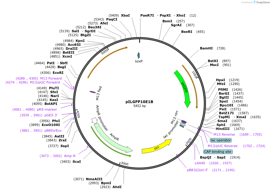 185856-plasmid-map-sequence-id-370794
