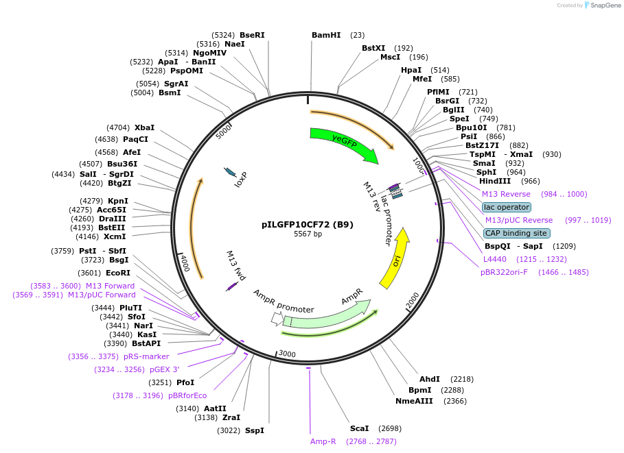 185858-plasmid-map-sequence-id-370797