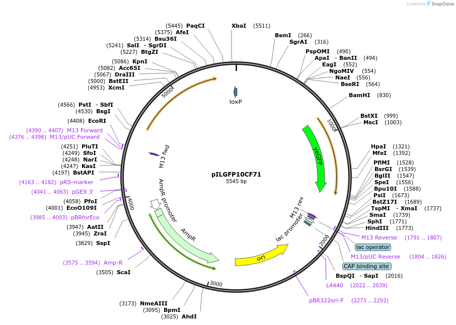 185860-plasmid-map-sequence-id-370799