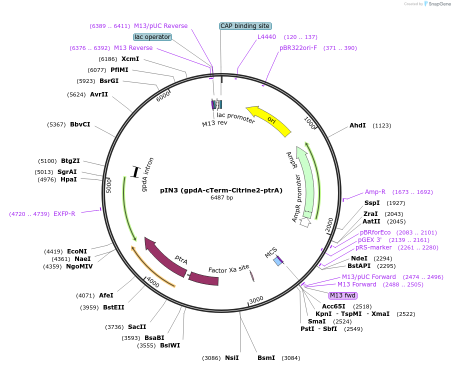 188737-plasmid-map-sequence-id-370800