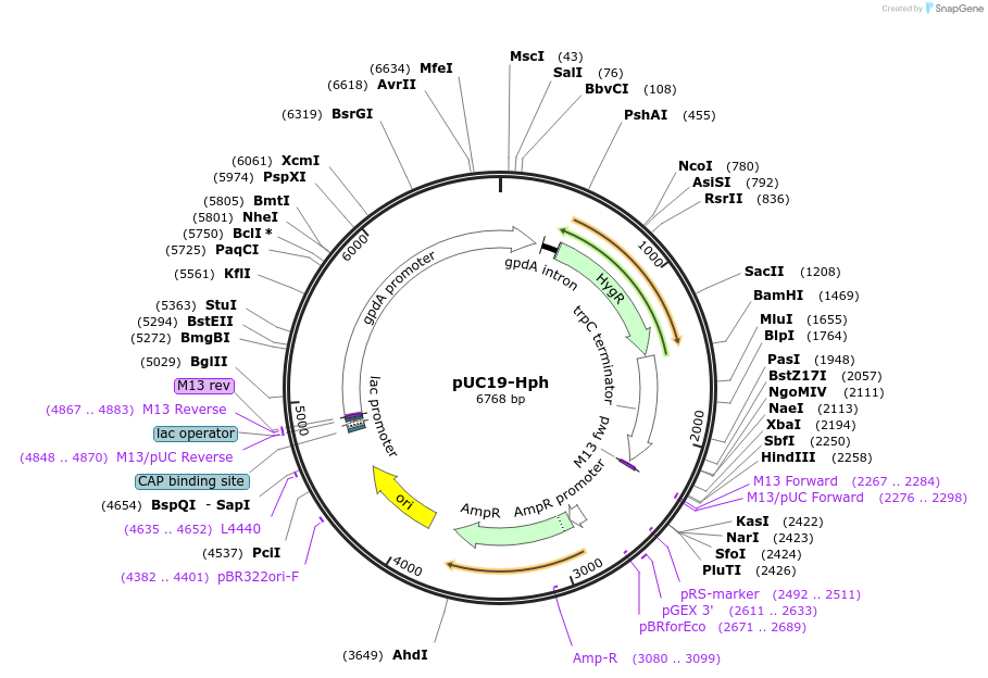 188741-plasmid-map-sequence-id-370801