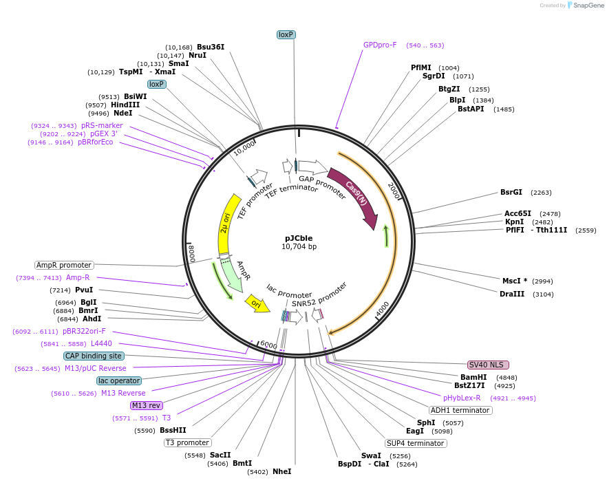 185861-plasmid-map-sequence-id-370802