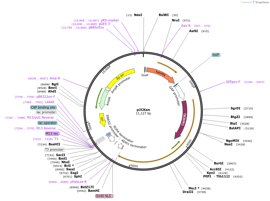 185862-plasmid-map-sequence-id-370803