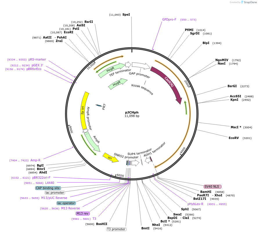 185863-plasmid-map-sequence-id-370806