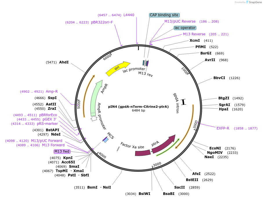 188738-plasmid-map-sequence-id-370807
