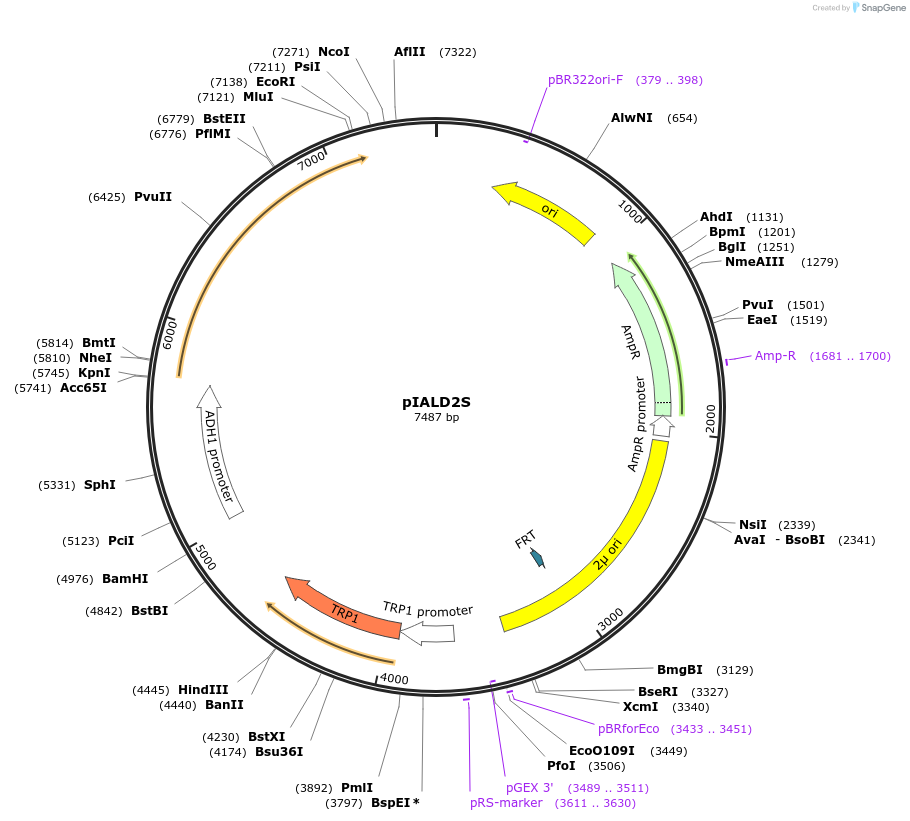 185865-plasmid-map-sequence-id-370809