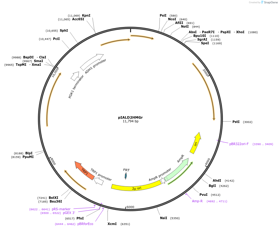 185867-plasmid-map-sequence-id-370811