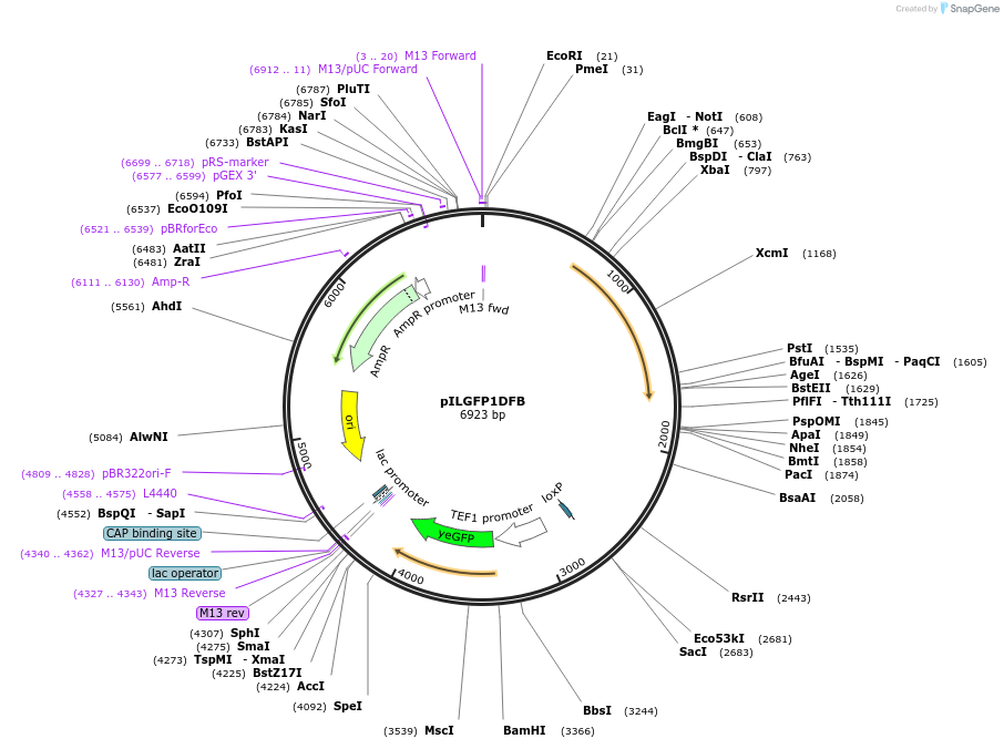 185871-plasmid-map-sequence-id-370815