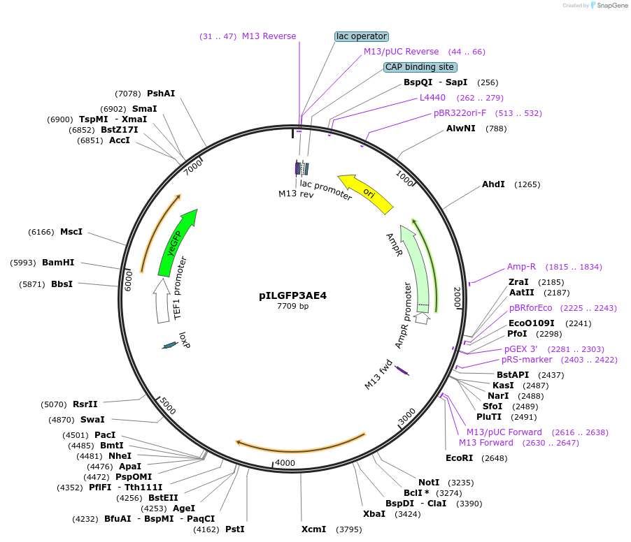 185873-plasmid-map-sequence-id-370817