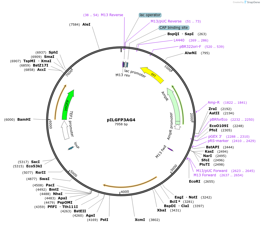 185874-plasmid-map-sequence-id-370818