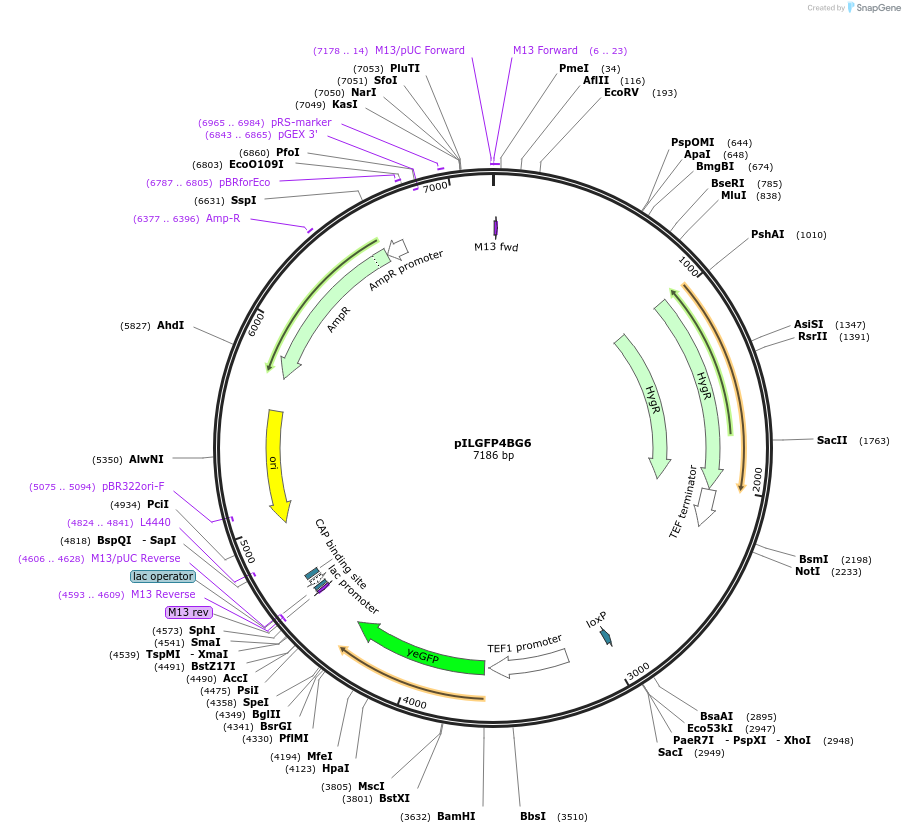 185877-plasmid-map-sequence-id-370820