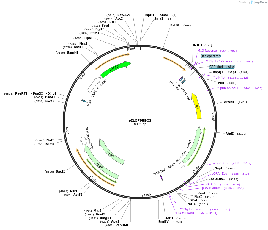 185878-plasmid-map-sequence-id-370821
