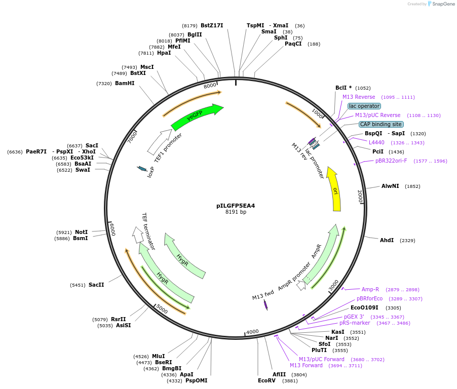 185879-plasmid-map-sequence-id-370824