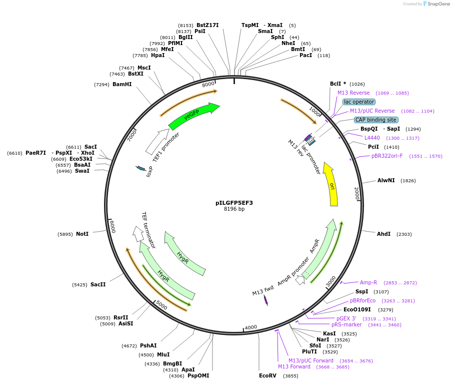 185881-plasmid-map-sequence-id-370828