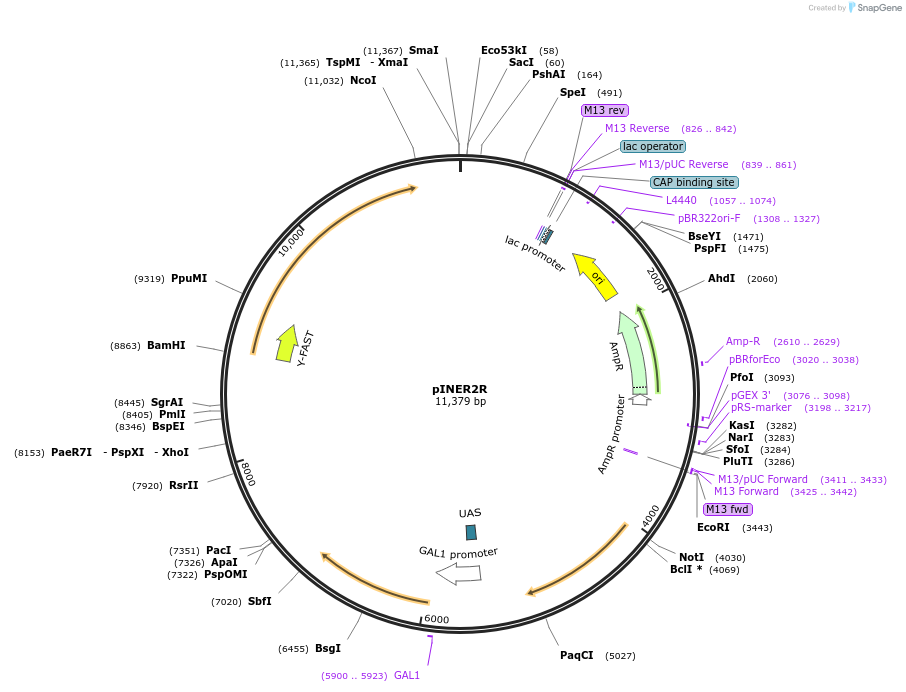 185882-plasmid-map-sequence-id-370829