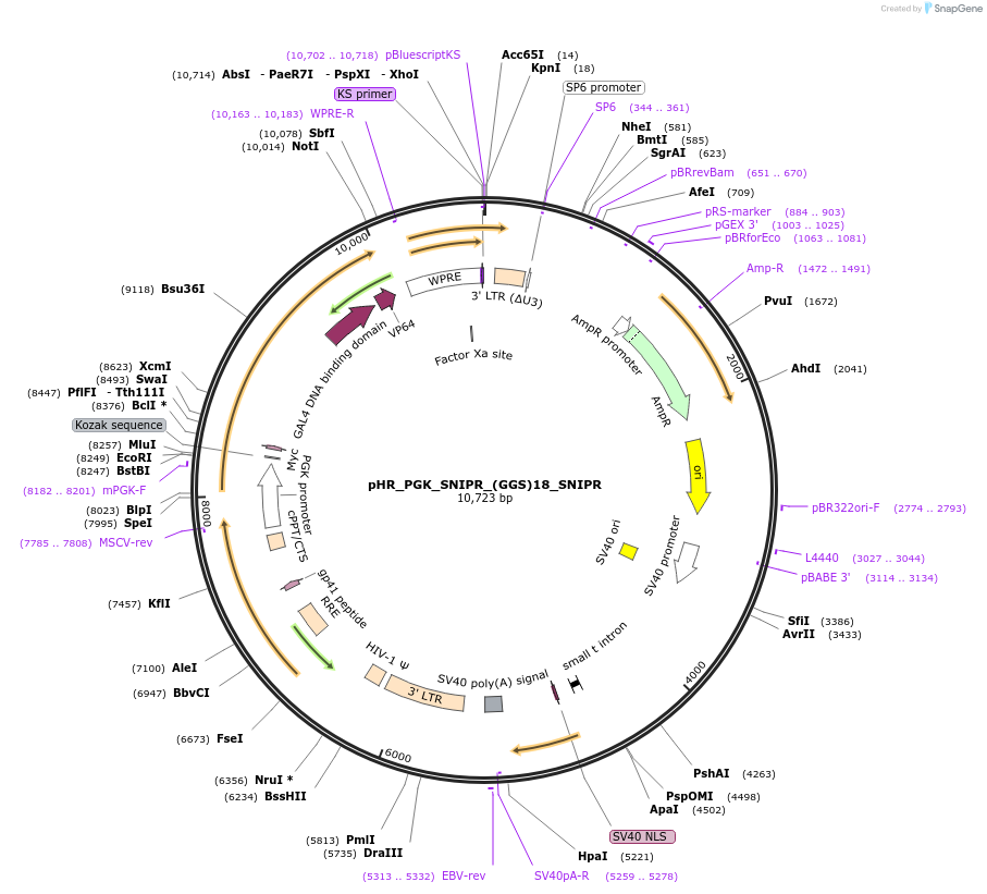 188348-plasmid-map-sequence-id-370831