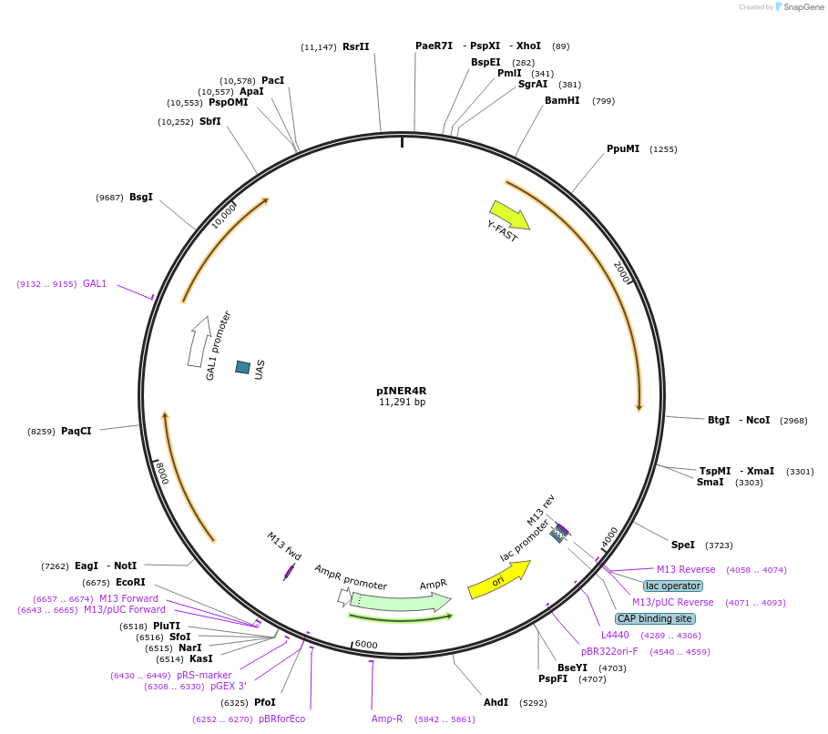 185884-plasmid-map-sequence-id-370832