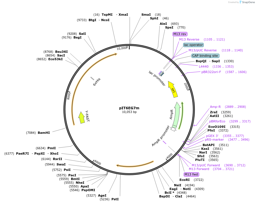 185885-plasmid-map-sequence-id-370833