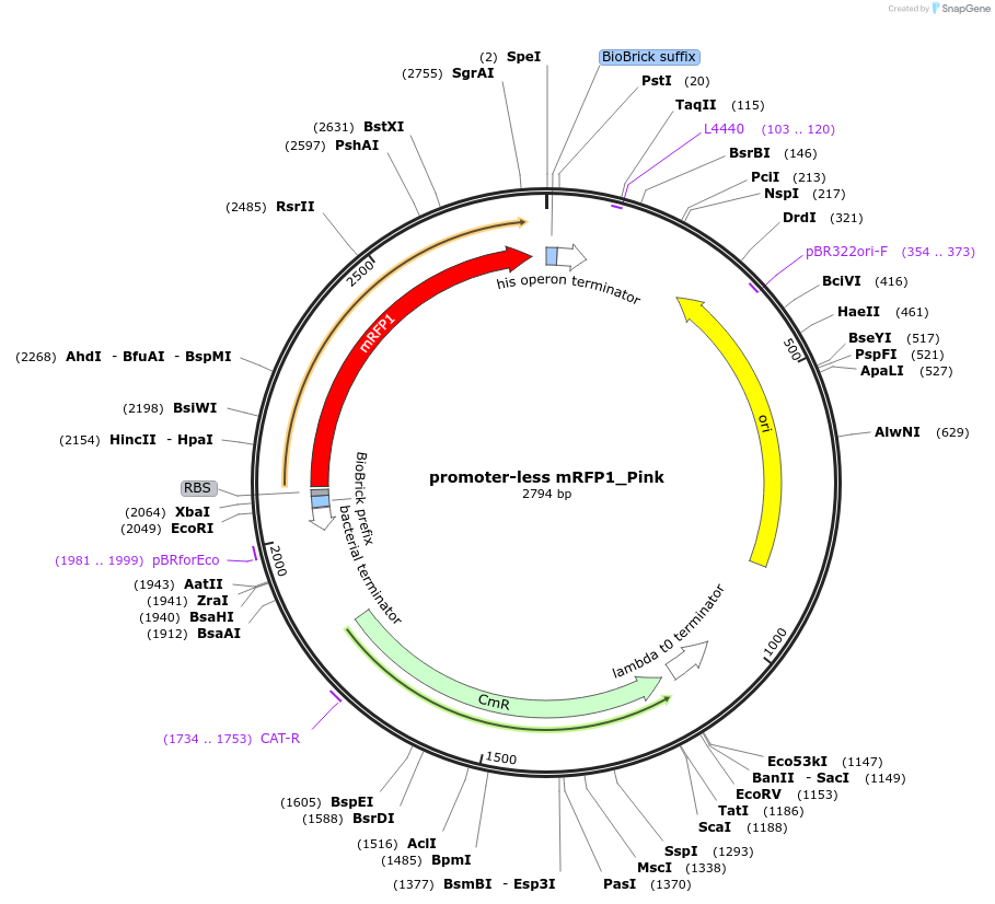 183142-plasmid-map-sequence-id-370838