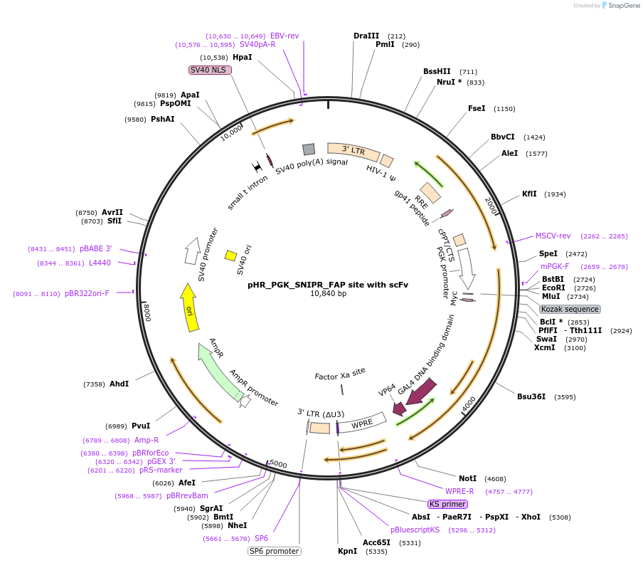 188351-plasmid-map-sequence-id-370839