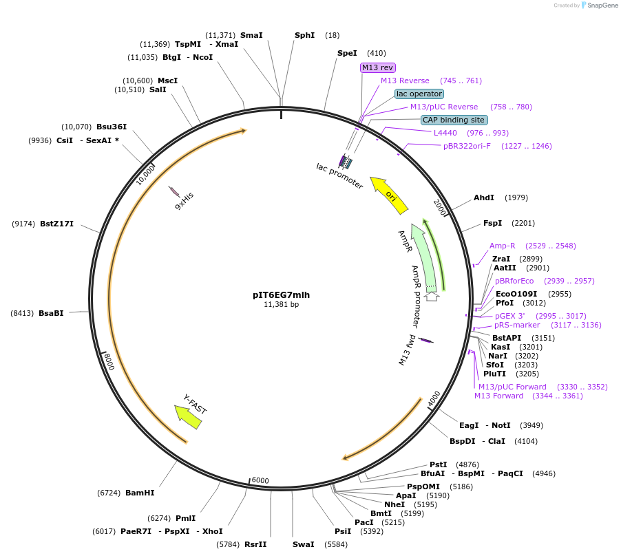185887-plasmid-map-sequence-id-370841