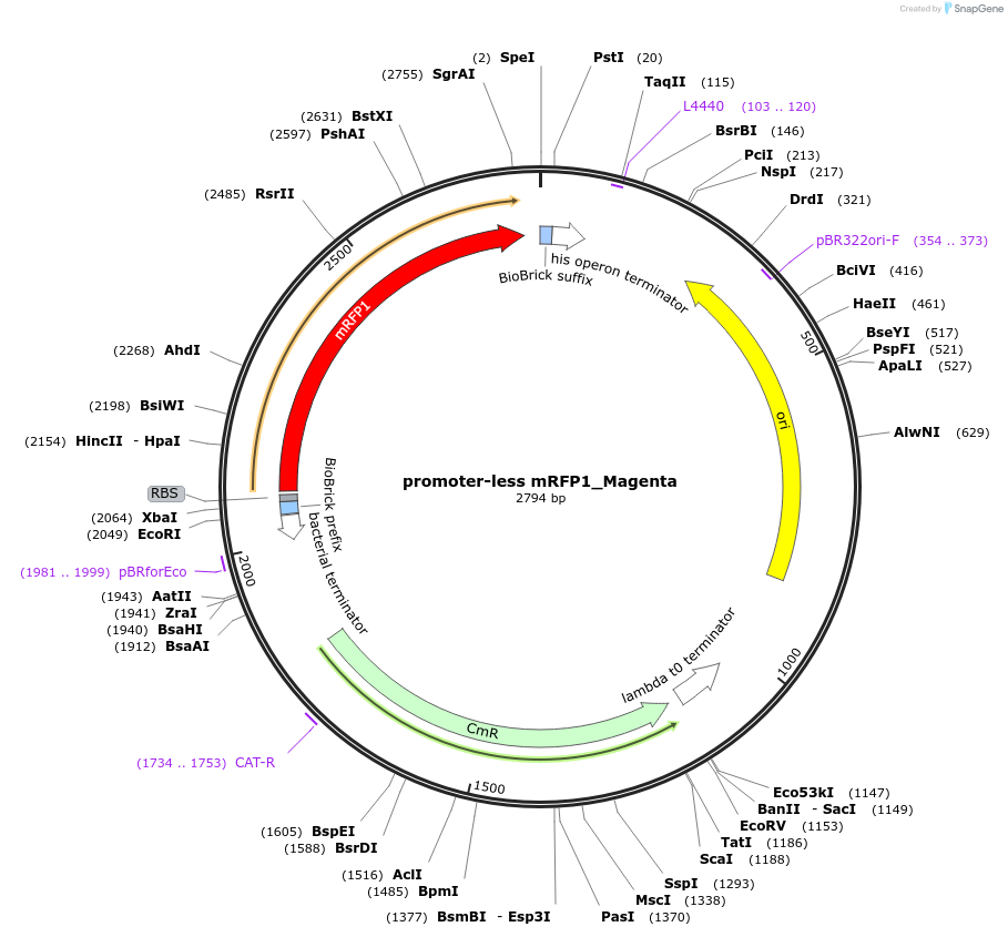 183140-plasmid-map-sequence-id-370845