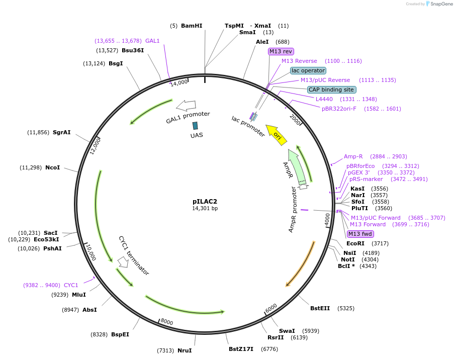 185889-plasmid-map-sequence-id-370860