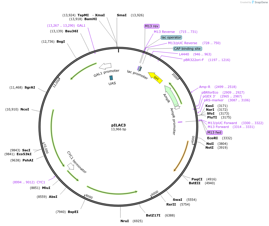 185890-plasmid-map-sequence-id-370861