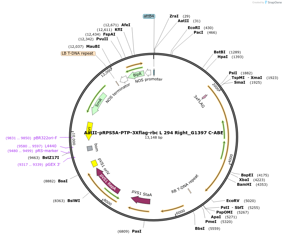 189652-plasmid-map-sequence-id-370906