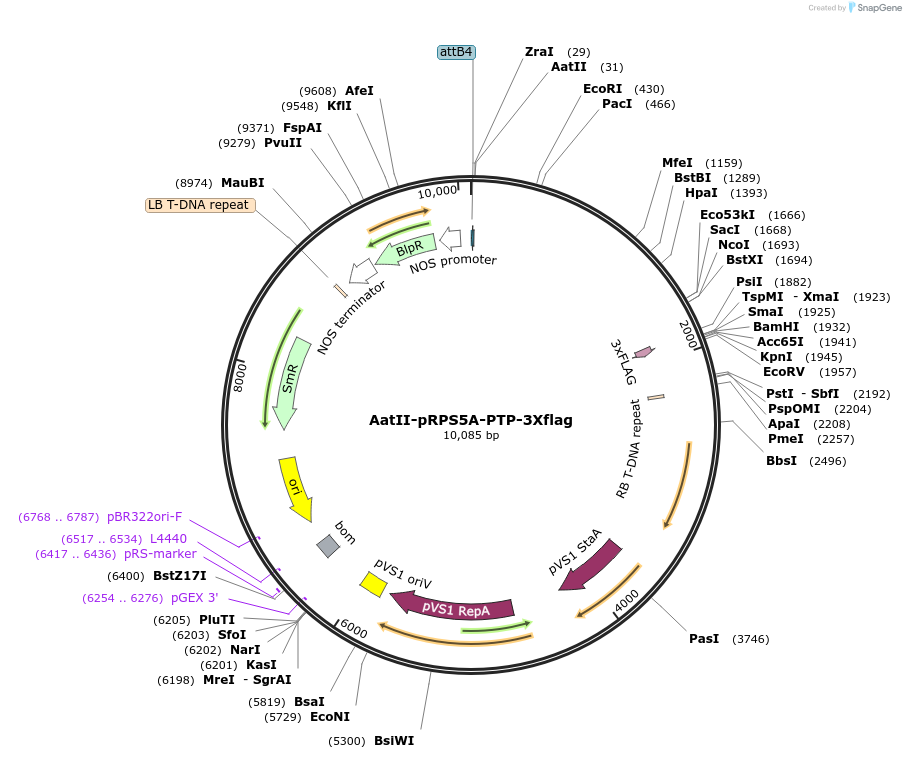 189639-plasmid-map-sequence-id-370907