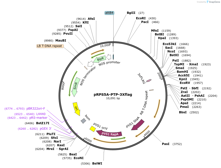189640-plasmid-map-sequence-id-370908