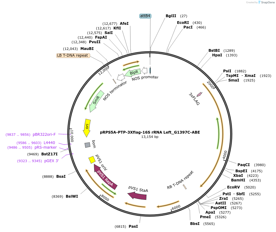 189642-plasmid-map-sequence-id-370911