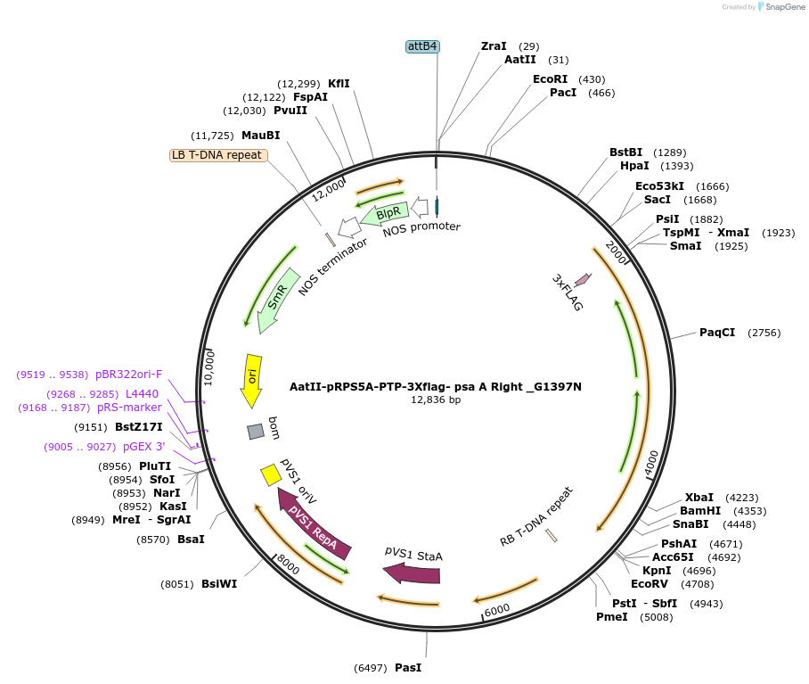 189647-plasmid-map-sequence-id-370916