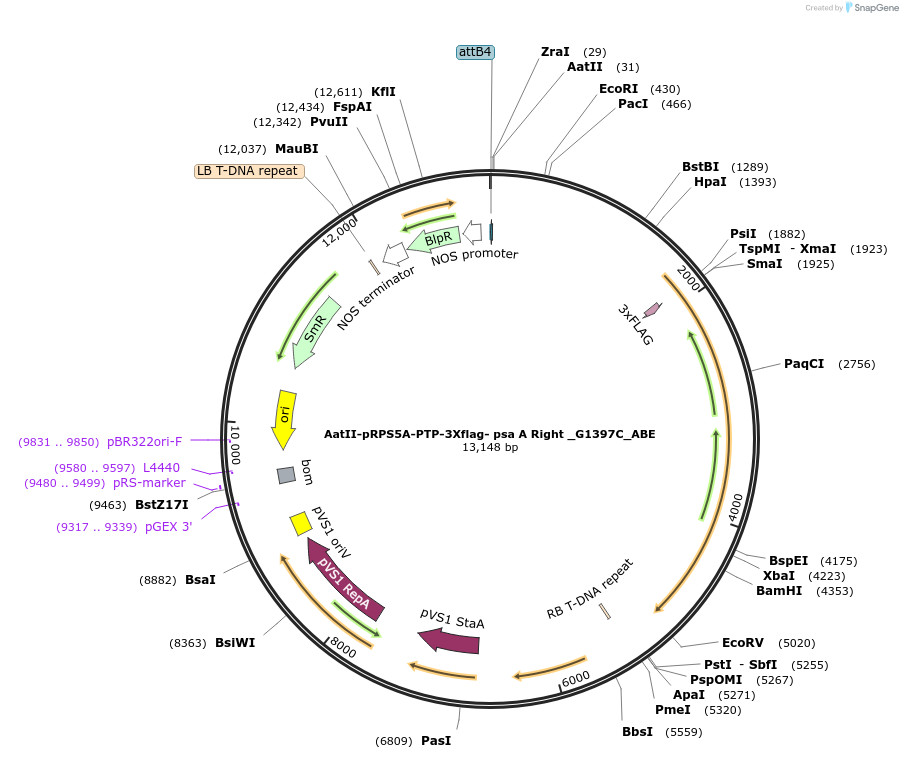 189648-plasmid-map-sequence-id-370918