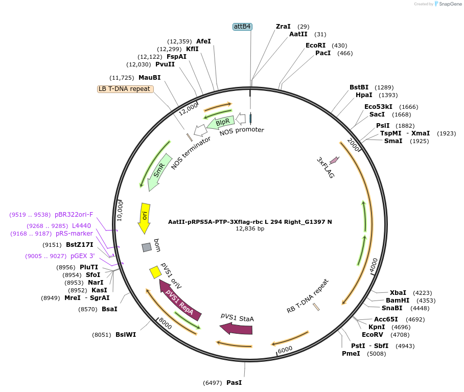 189651-plasmid-map-sequence-id-370921