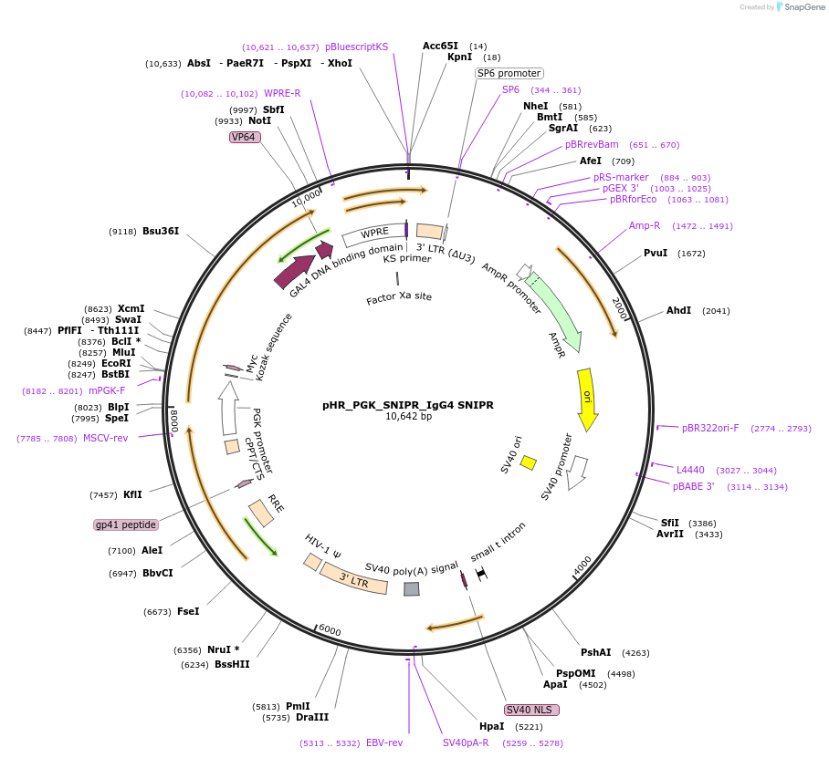 188359-plasmid-map-sequence-id-370962