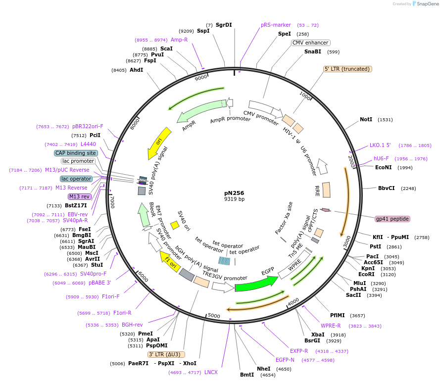 188472-plasmid-map-sequence-id-370972