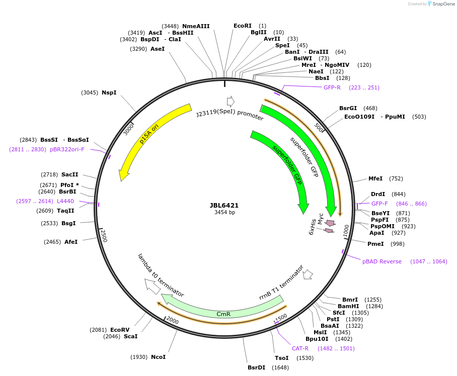183858-plasmid-map-sequence-id-370985