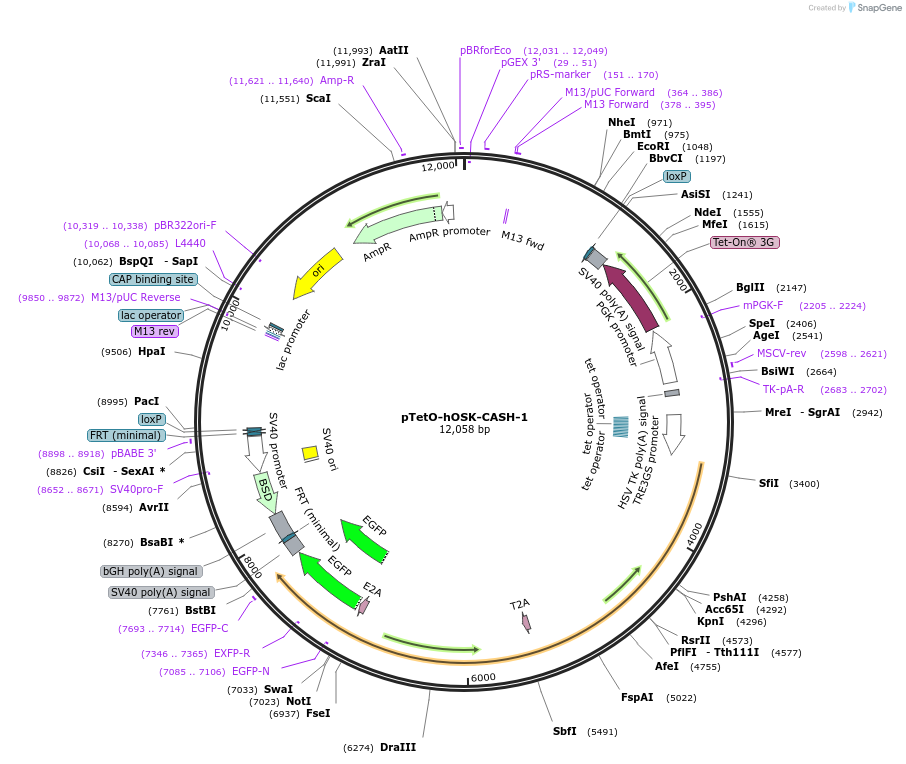 188977-plasmid-map-sequence-id-370987