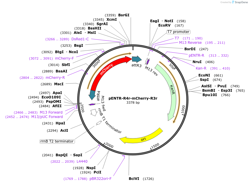 32411-plasmid-map-sequence-id-37099