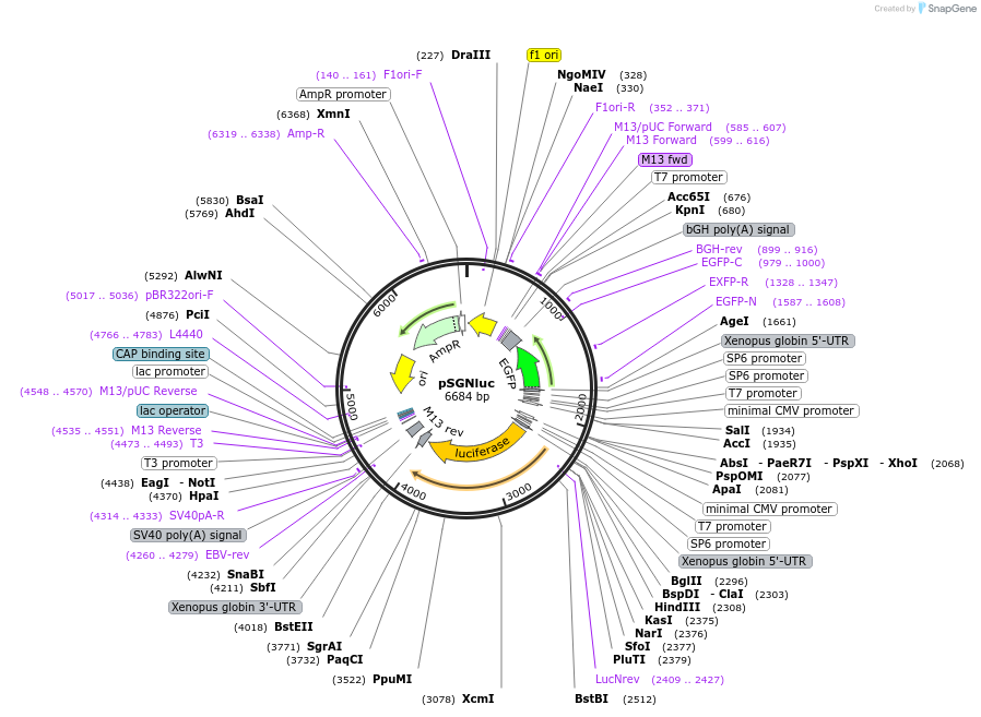 186705-plasmid-map-sequence-id-370992