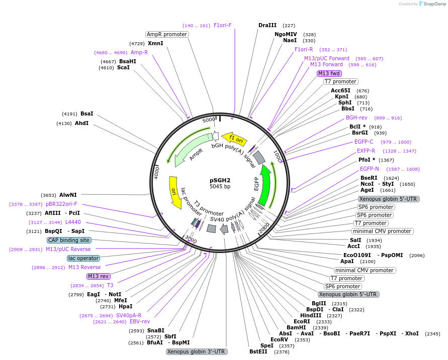 186706-plasmid-map-sequence-id-370997